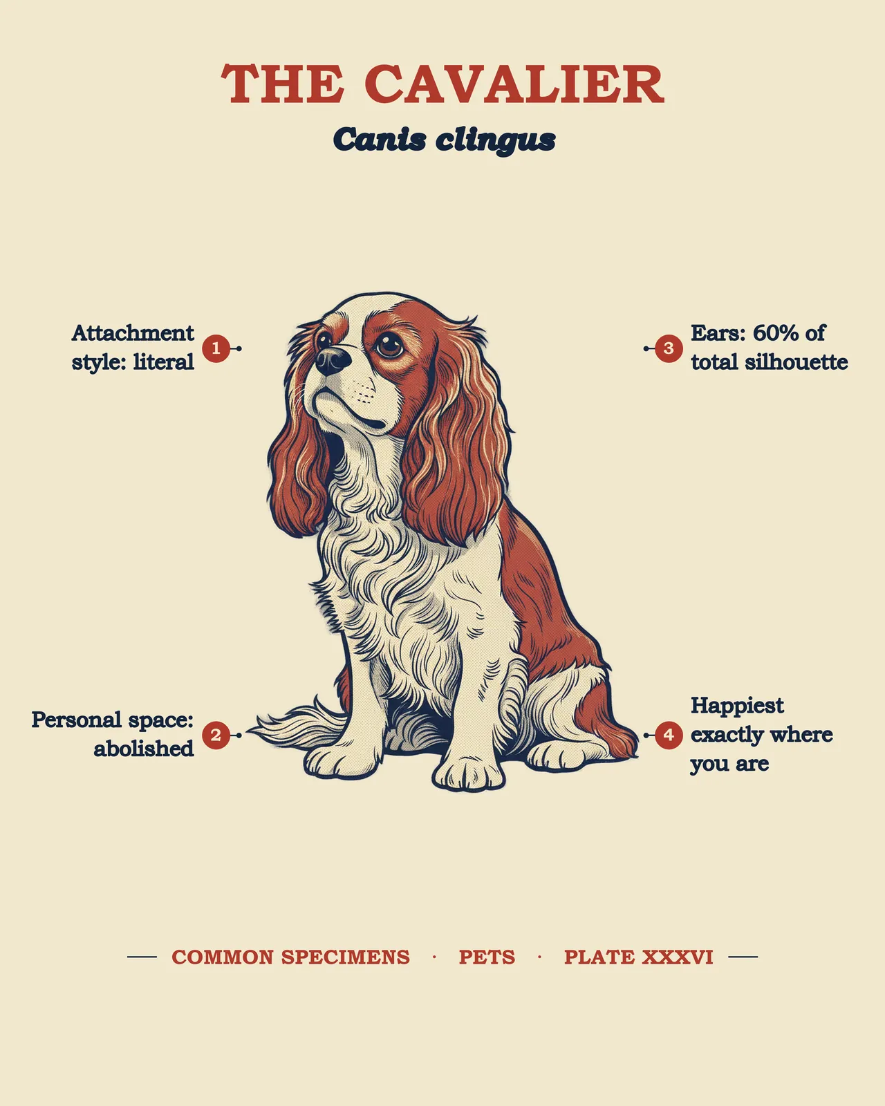 THE CAVALIER specimen plate