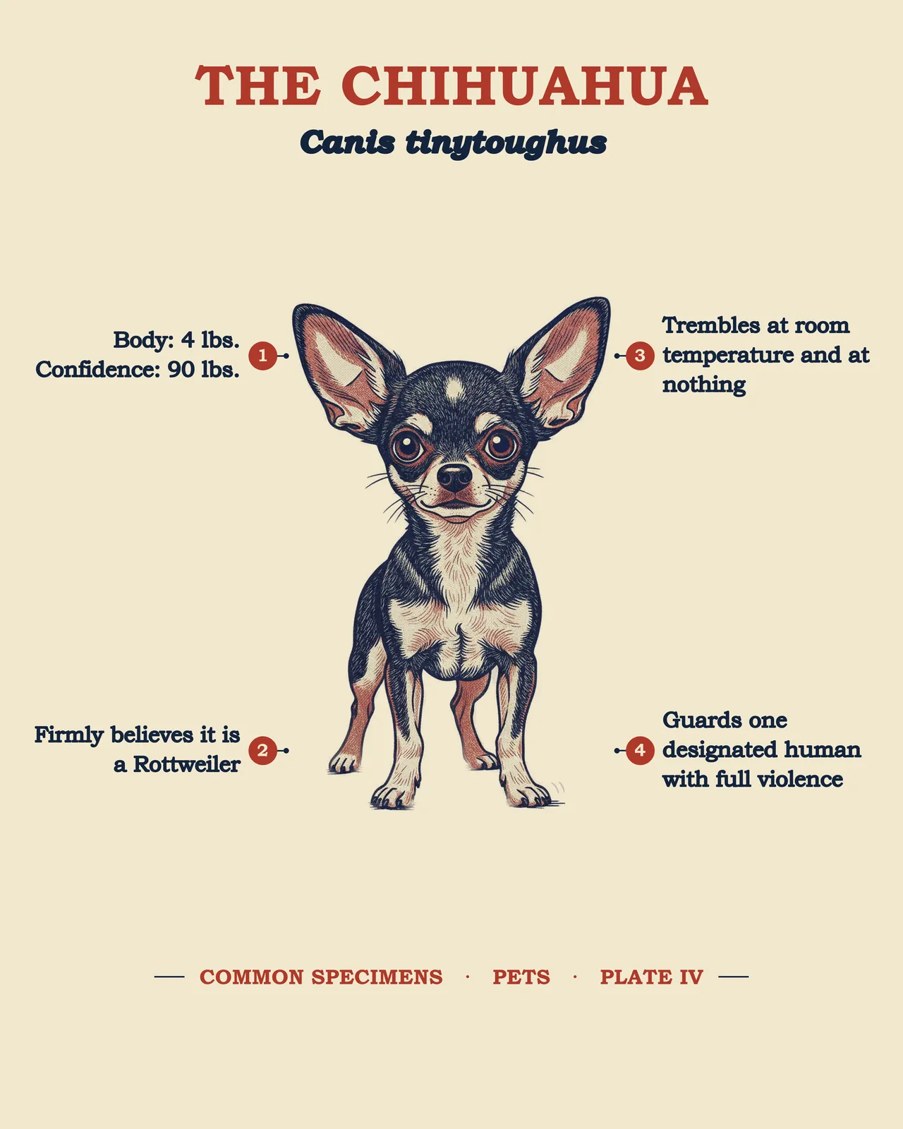 THE CHIHUAHUA specimen plate
