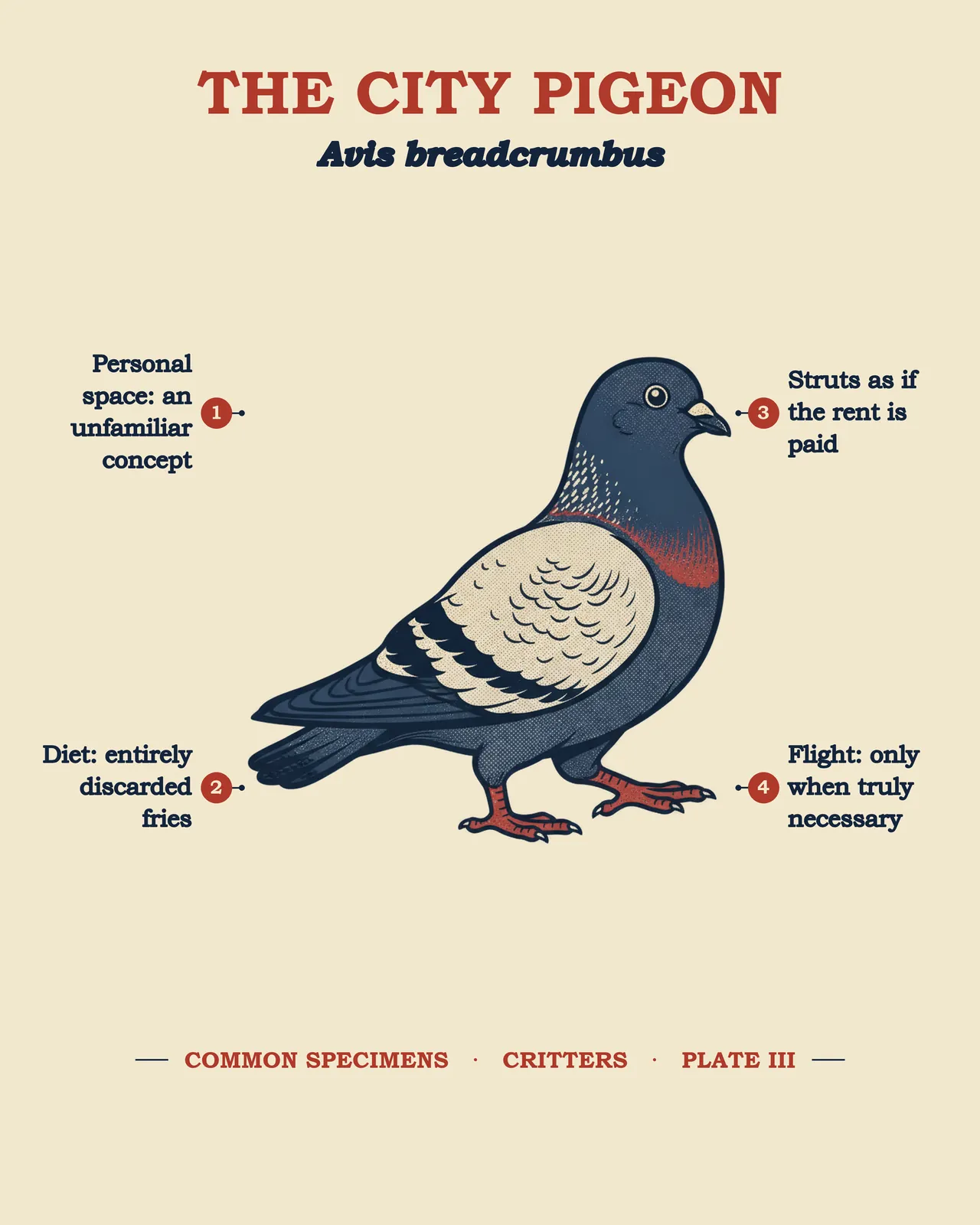 THE CITY PIGEON specimen plate