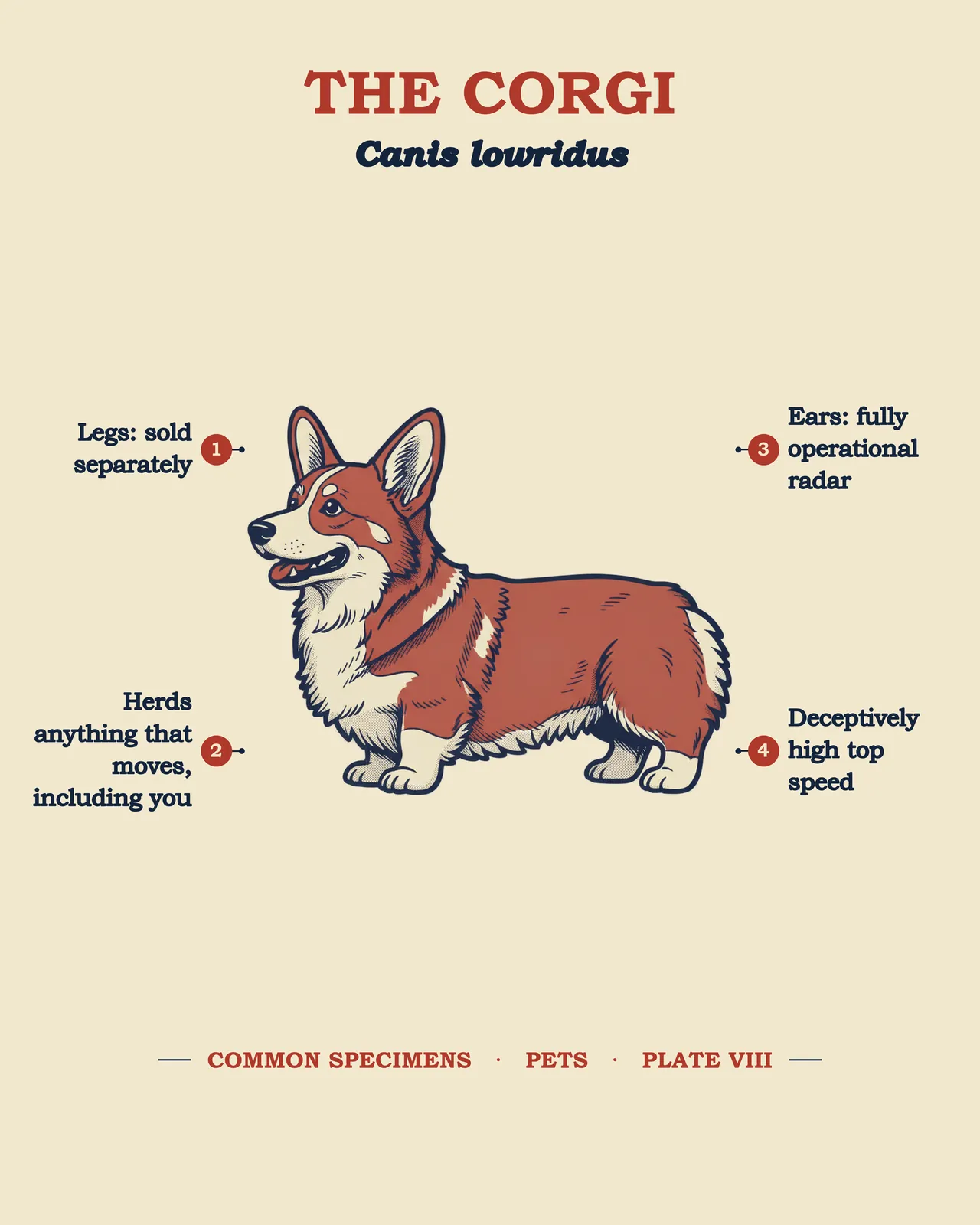 THE CORGI specimen plate