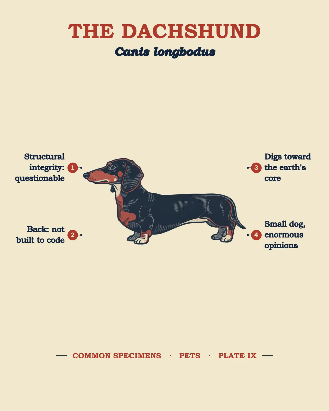 THE DACHSHUND specimen plate