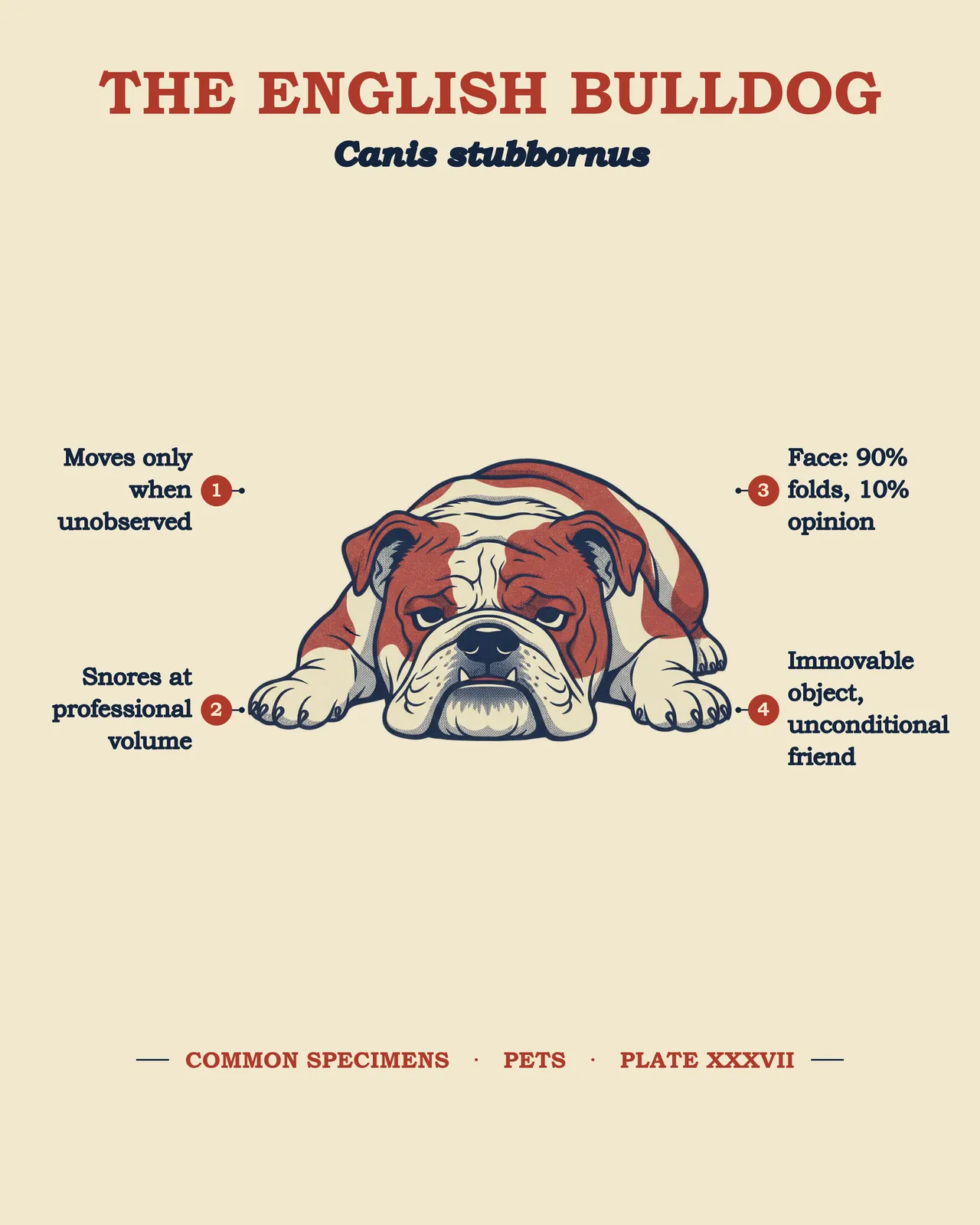 THE ENGLISH BULLDOG specimen plate