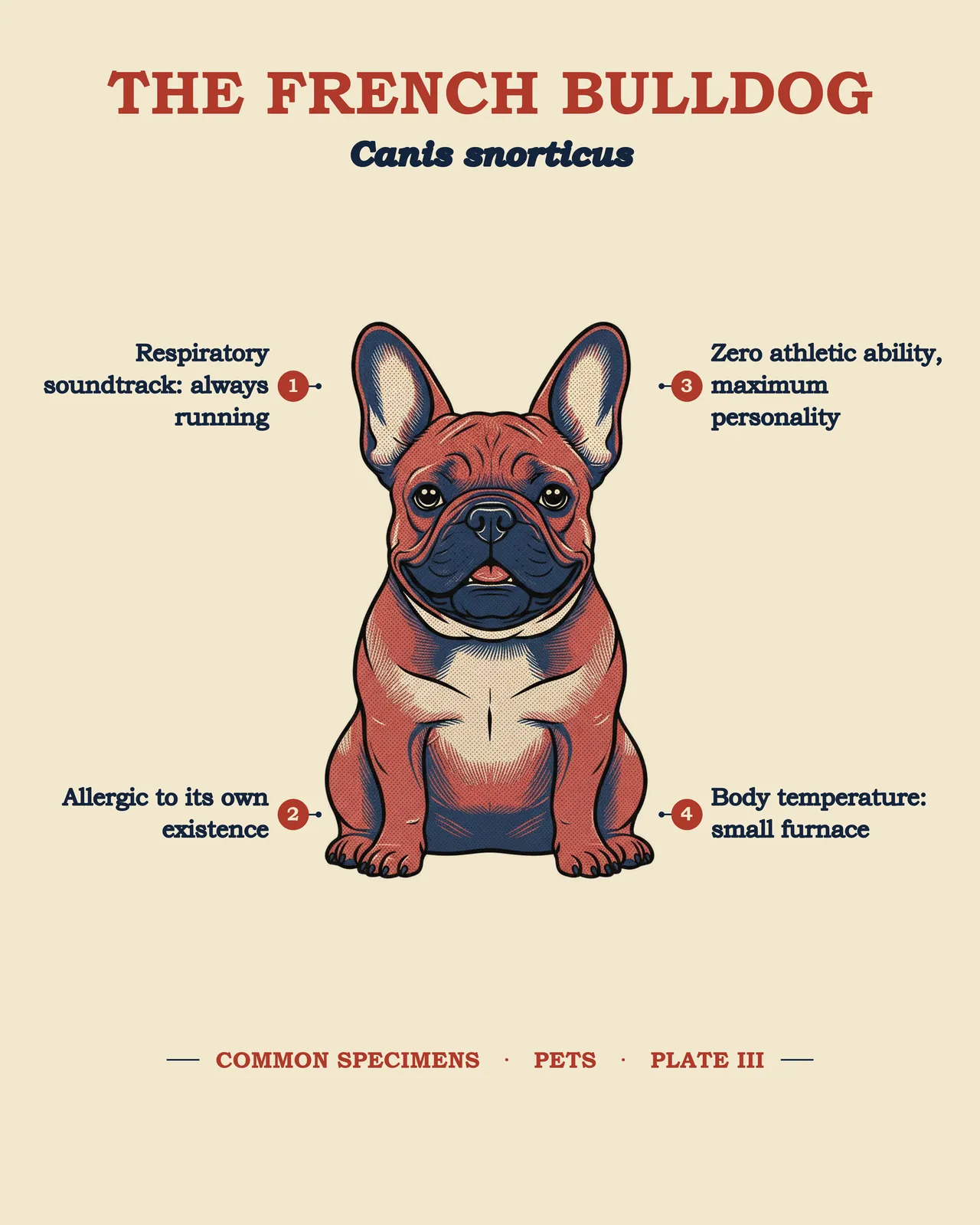 THE FRENCH BULLDOG specimen plate