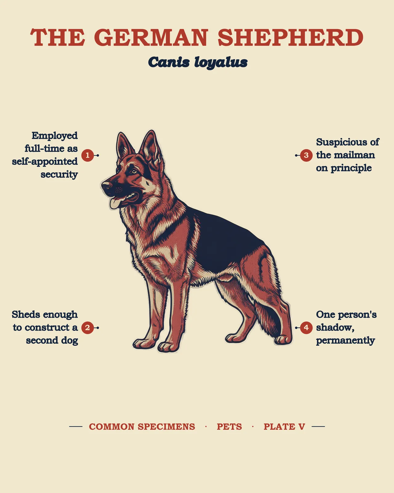 THE GERMAN SHEPHERD specimen plate