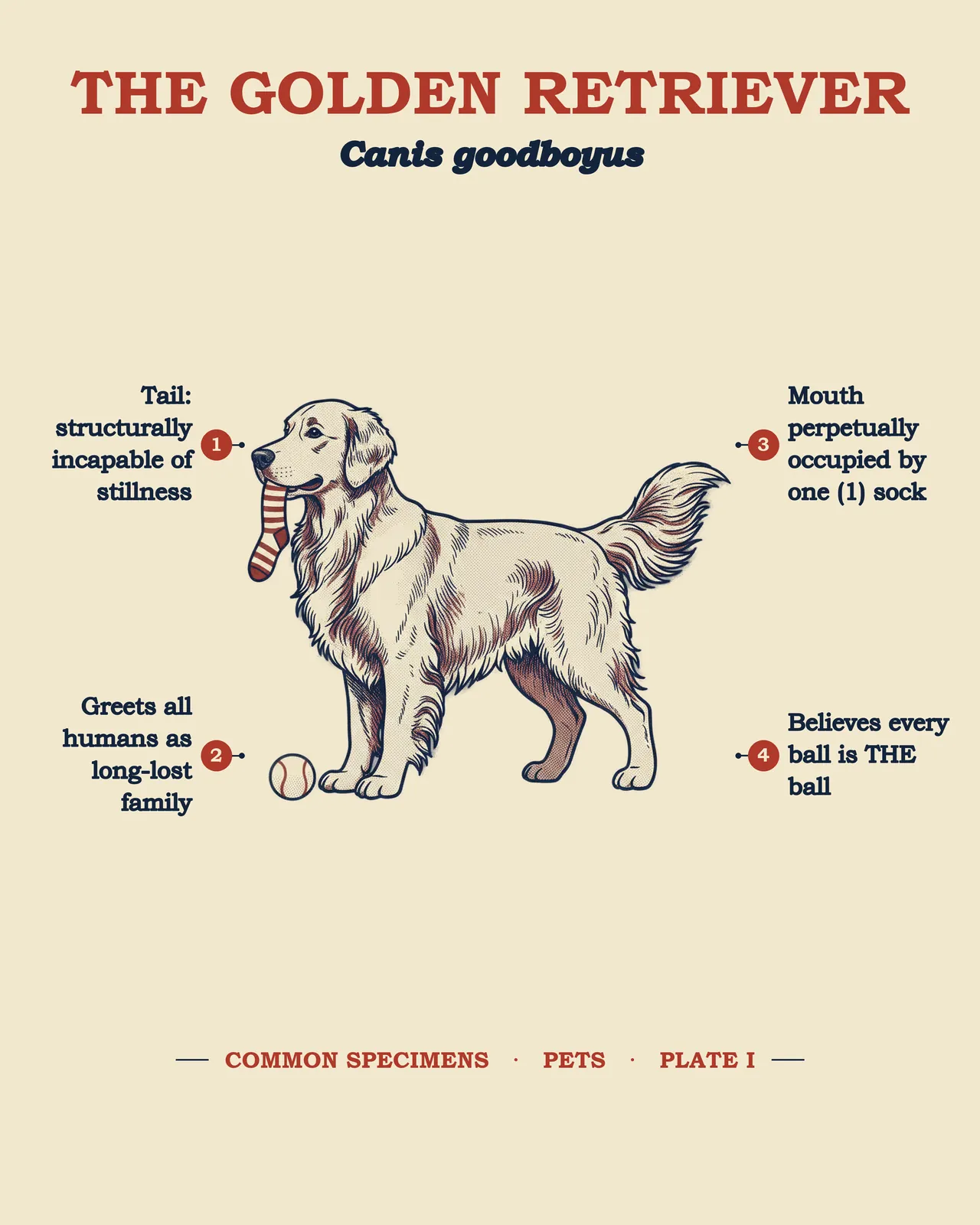 THE GOLDEN RETRIEVER specimen plate
