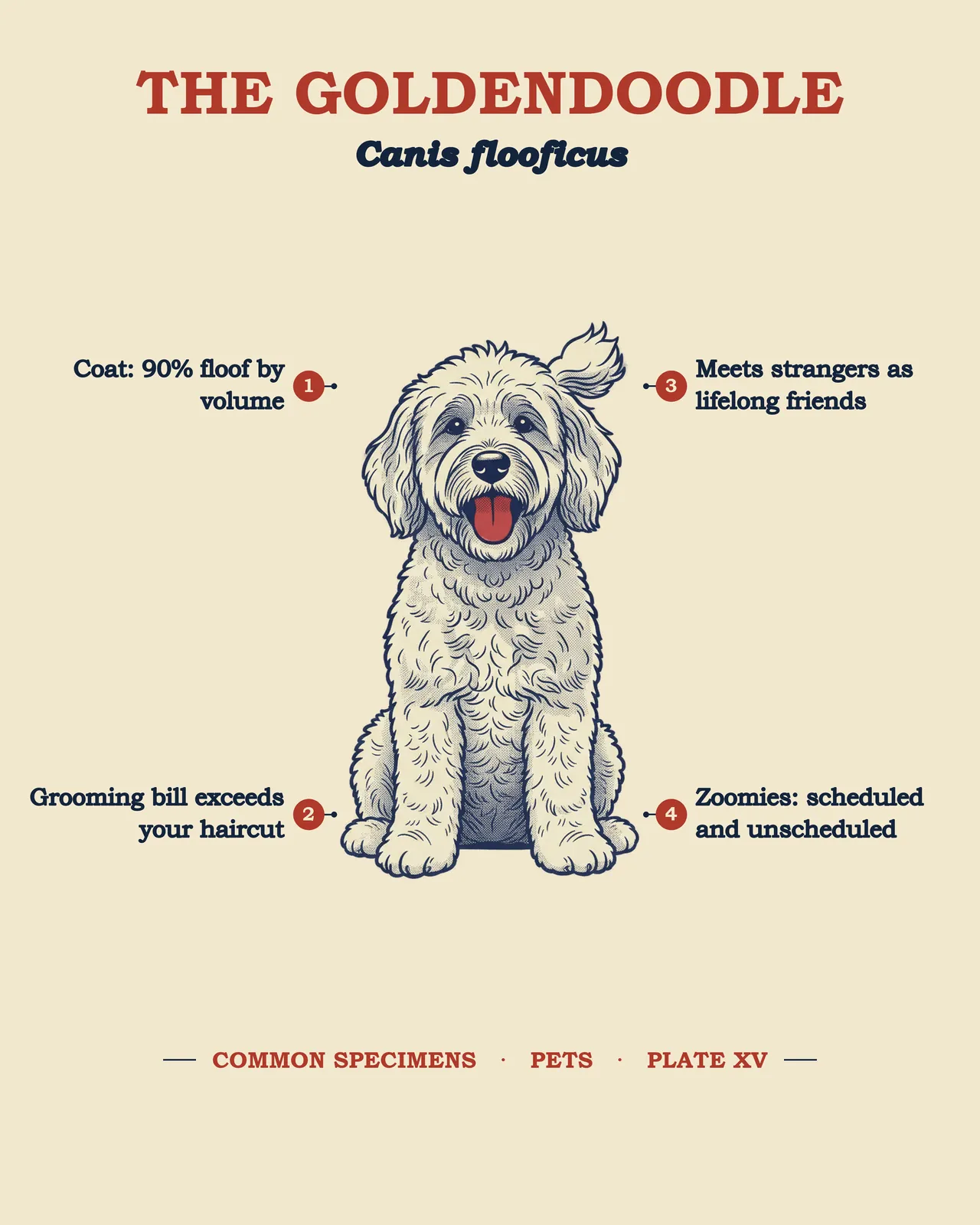 THE GOLDENDOODLE specimen plate