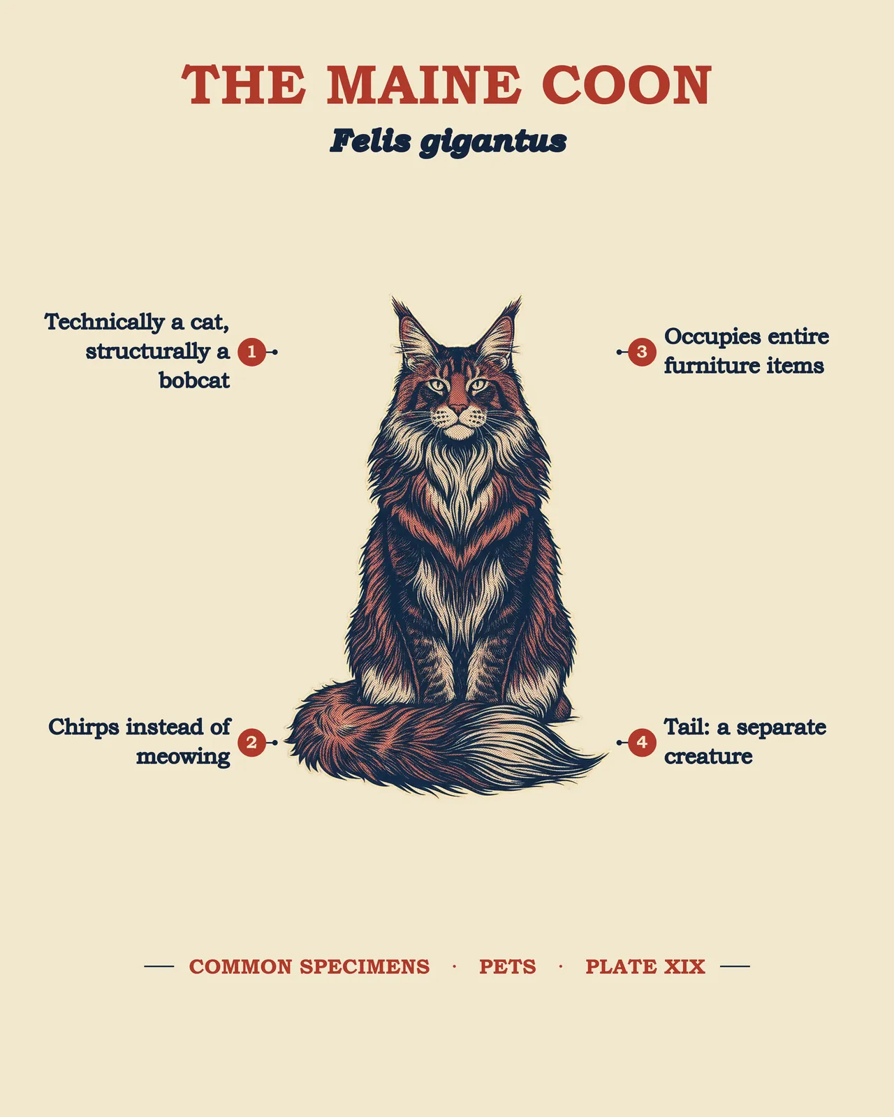 THE MAINE COON specimen plate