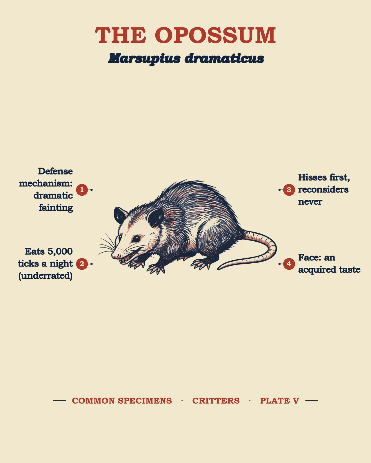 THE OPOSSUM specimen plate