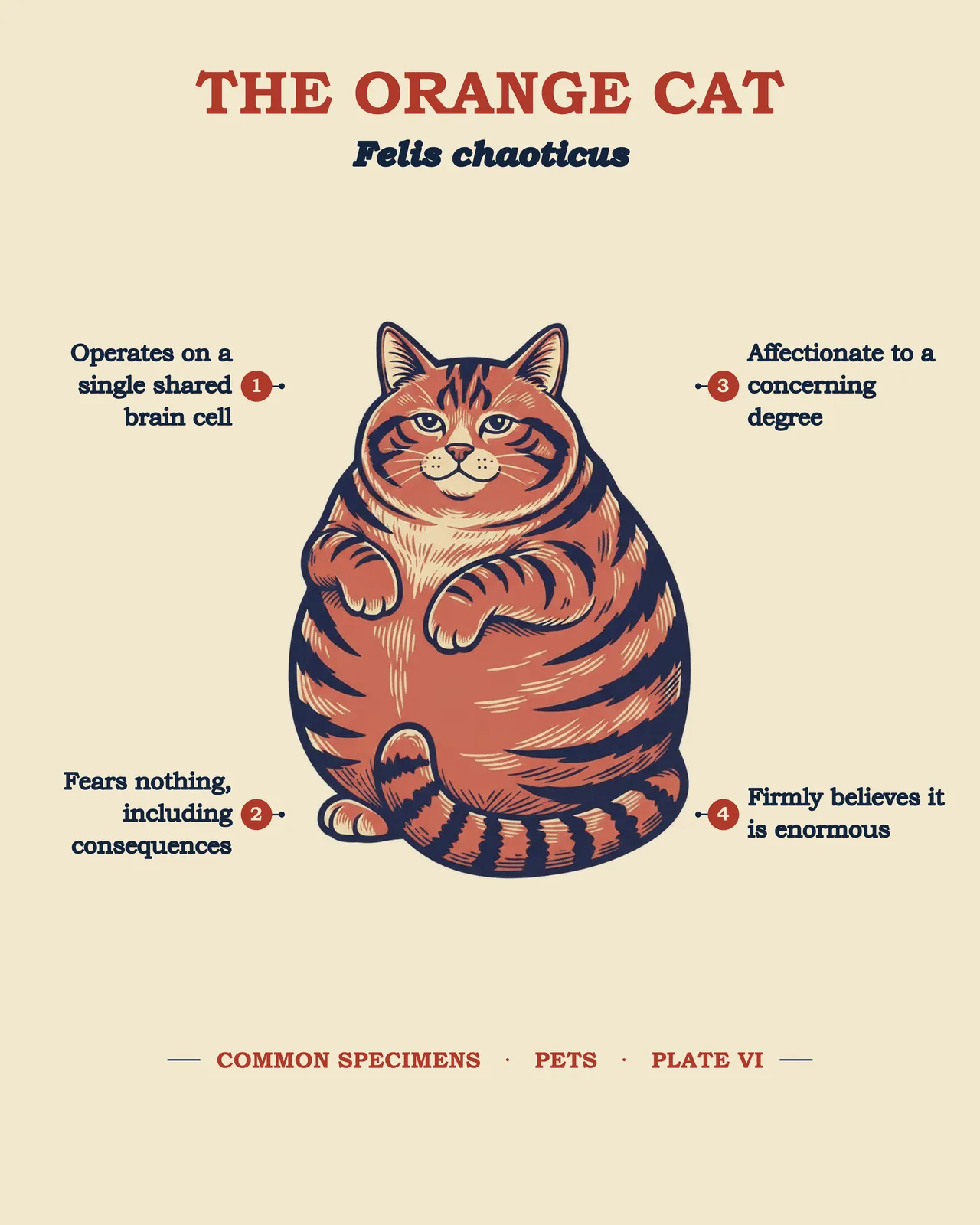 THE ORANGE CAT specimen plate