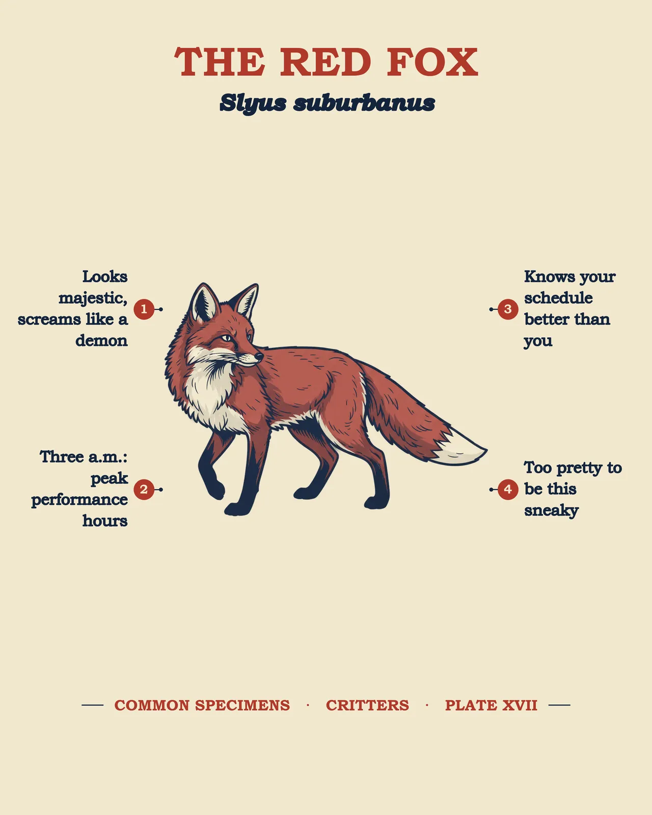 THE RED FOX specimen plate